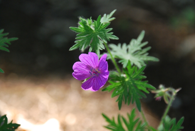 Geranium sanguineum